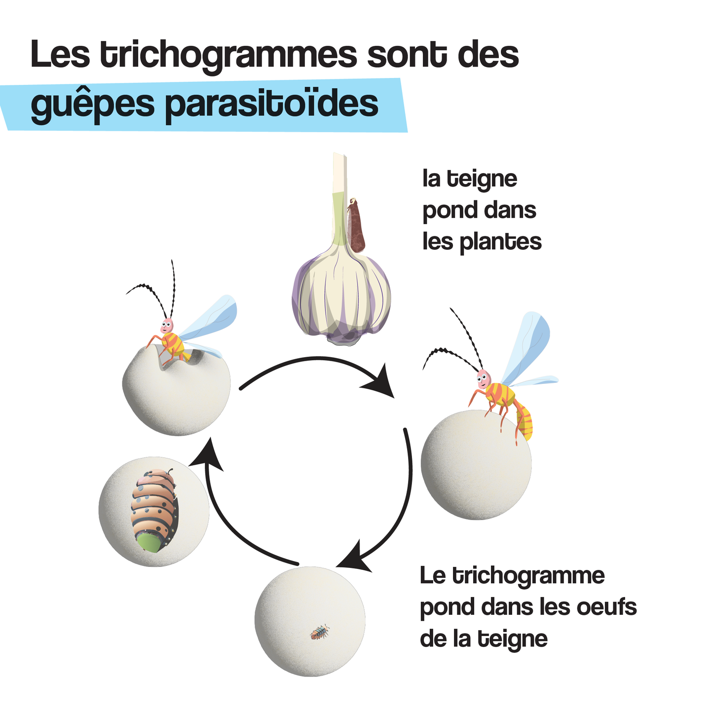 Trichogrammes 4x (Ail, poireau, oignon)