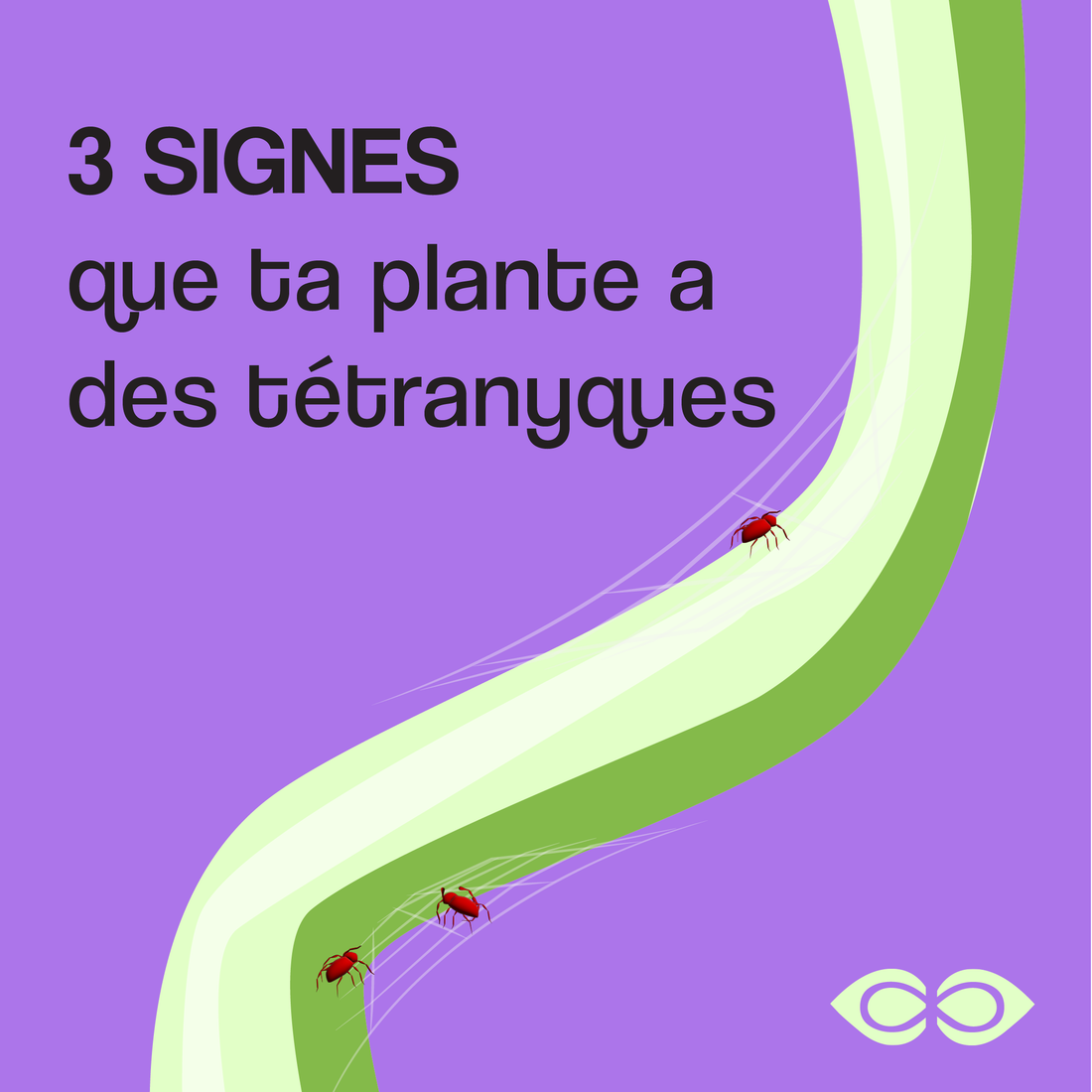 3 signes que ta plante a des tétranyques et comment s'en débarasser