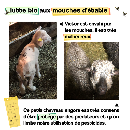 Lutte biologique contre la mouche des étables