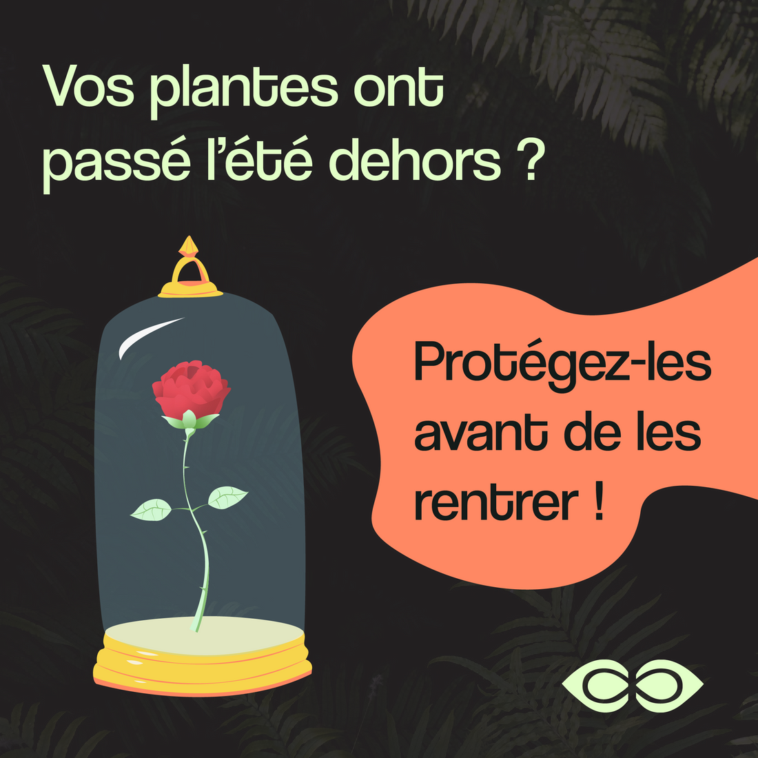 Comment bien se préparer à entrer ses plantes à l'automne ?