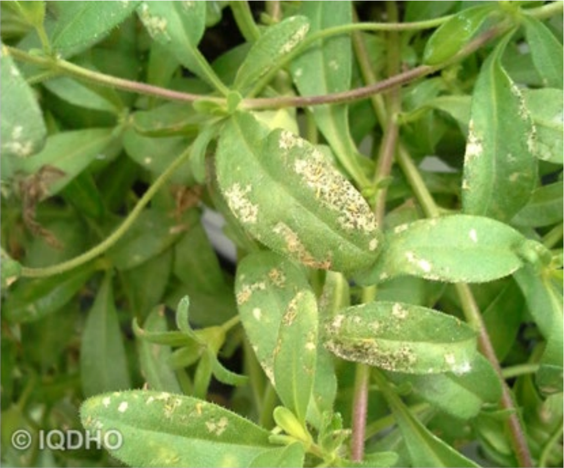 Dommages de thrips sur un calibrachoa