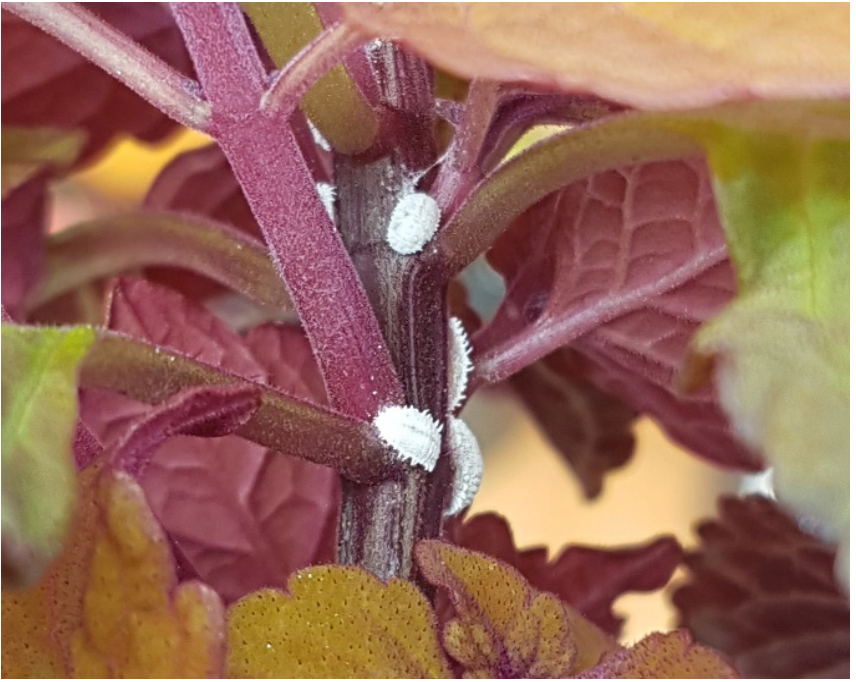 Cochenilles farineuses (IQDHO)