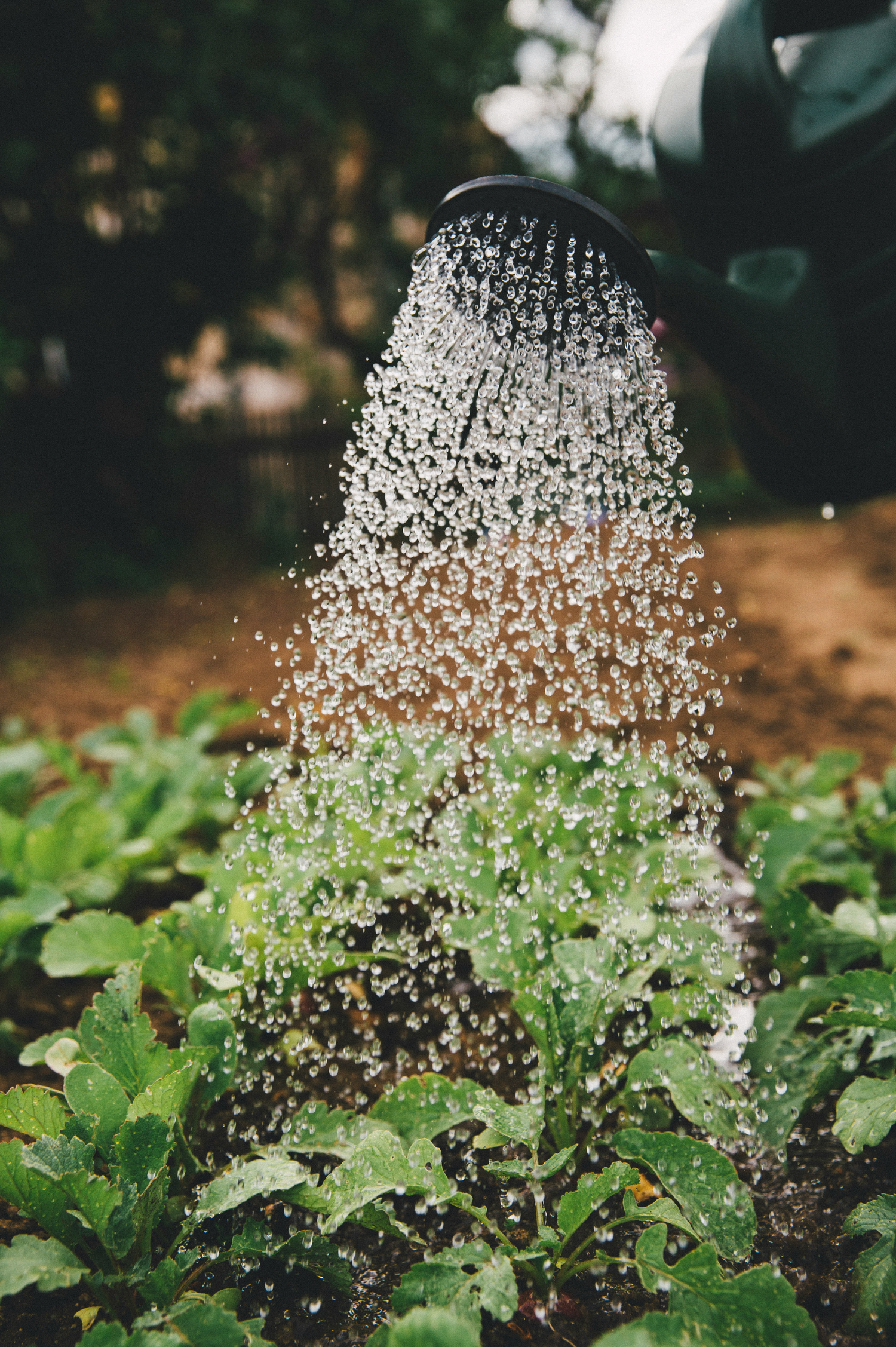 arrosoir dans le jardin avec des nématodes entomopathogènes pour le jardin