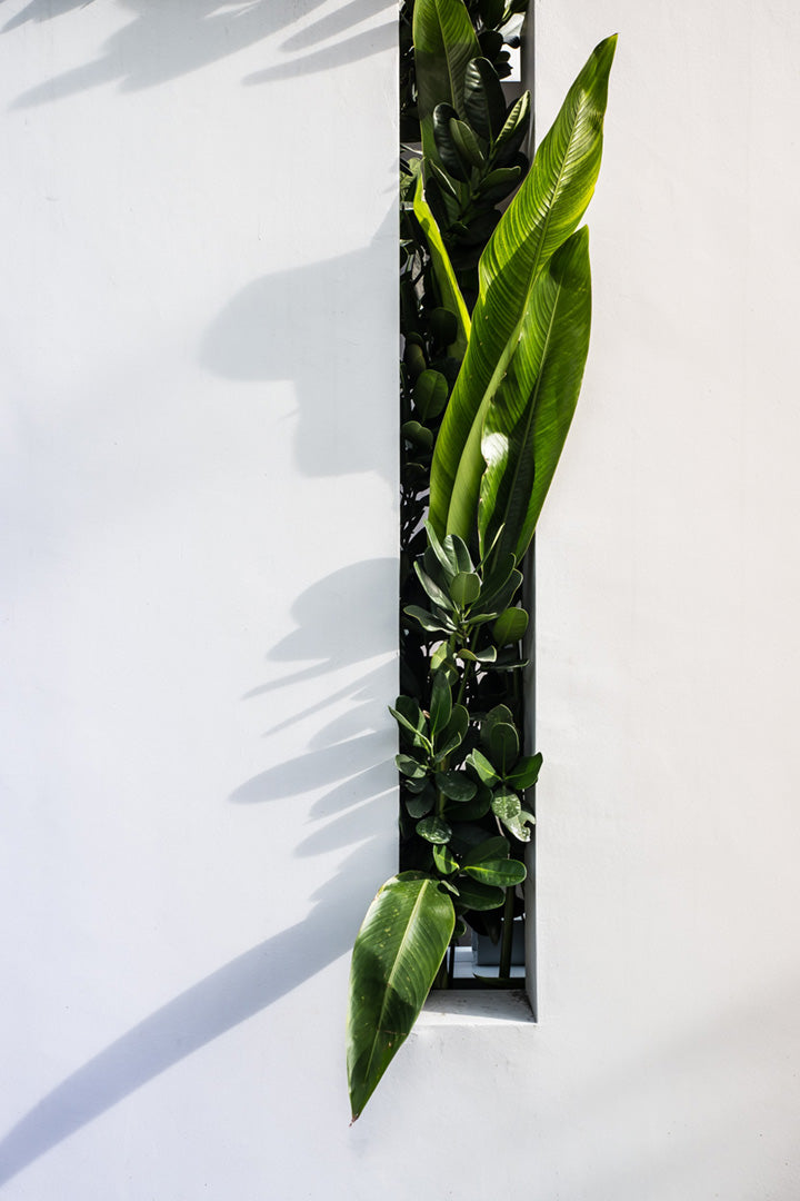 balconnière avec des plantes grasses et autres plantes tropicales d'intérieur sans insectes nuisibles