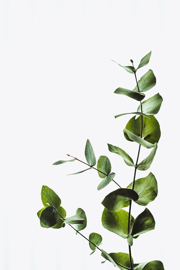 Branche D'eucalyptus