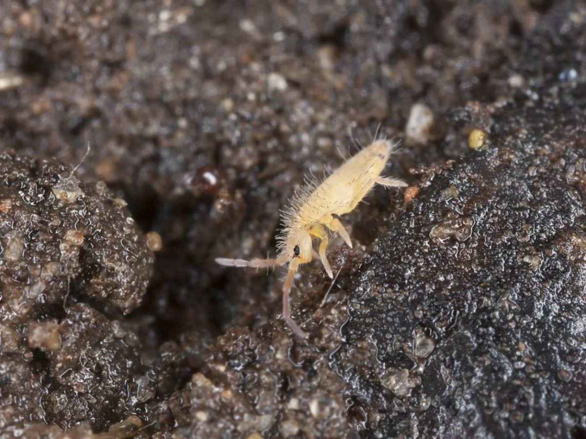 collembole (petit insecte gris qui court vite)