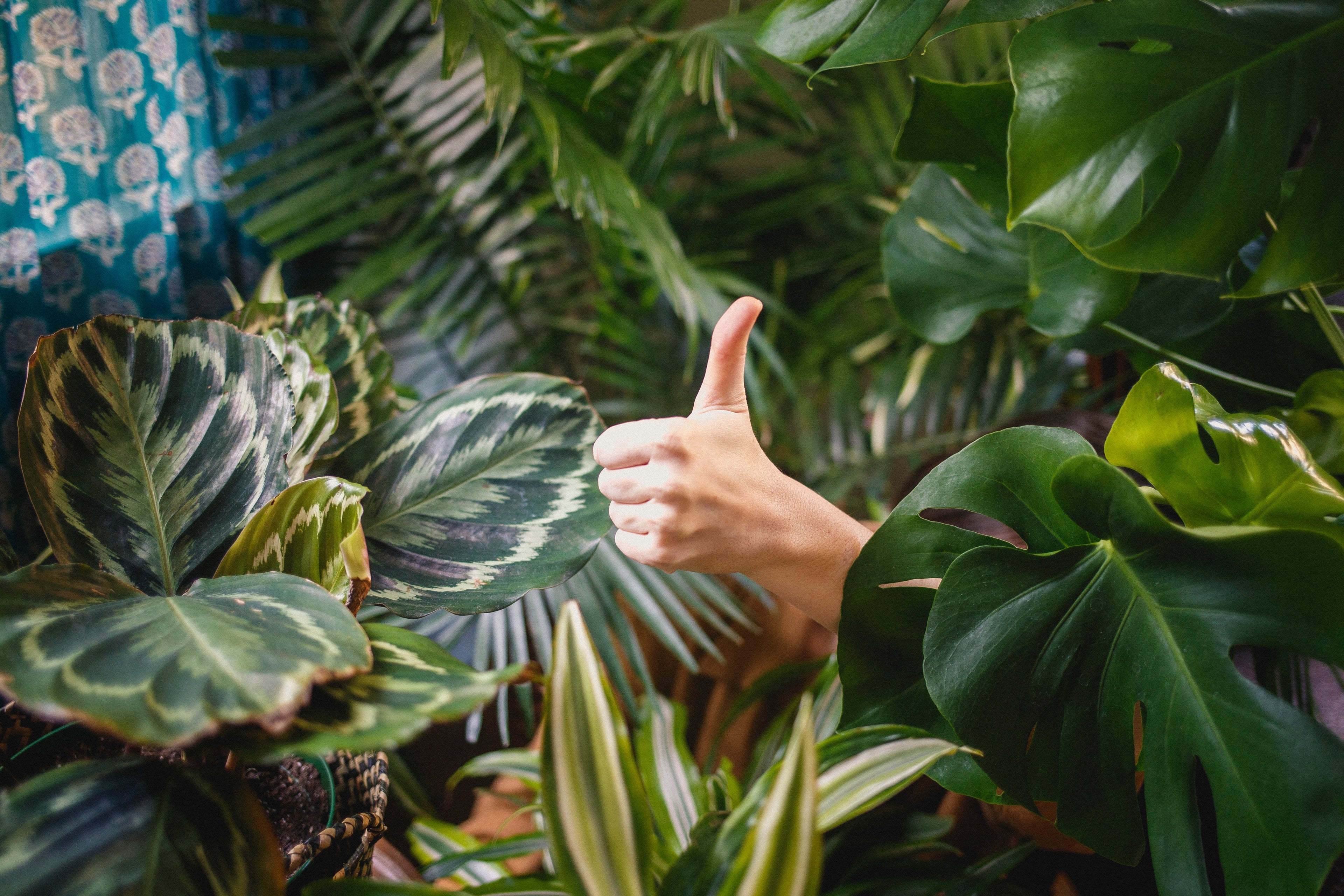 Plantes en santé avec une main qui fait un signe de ok