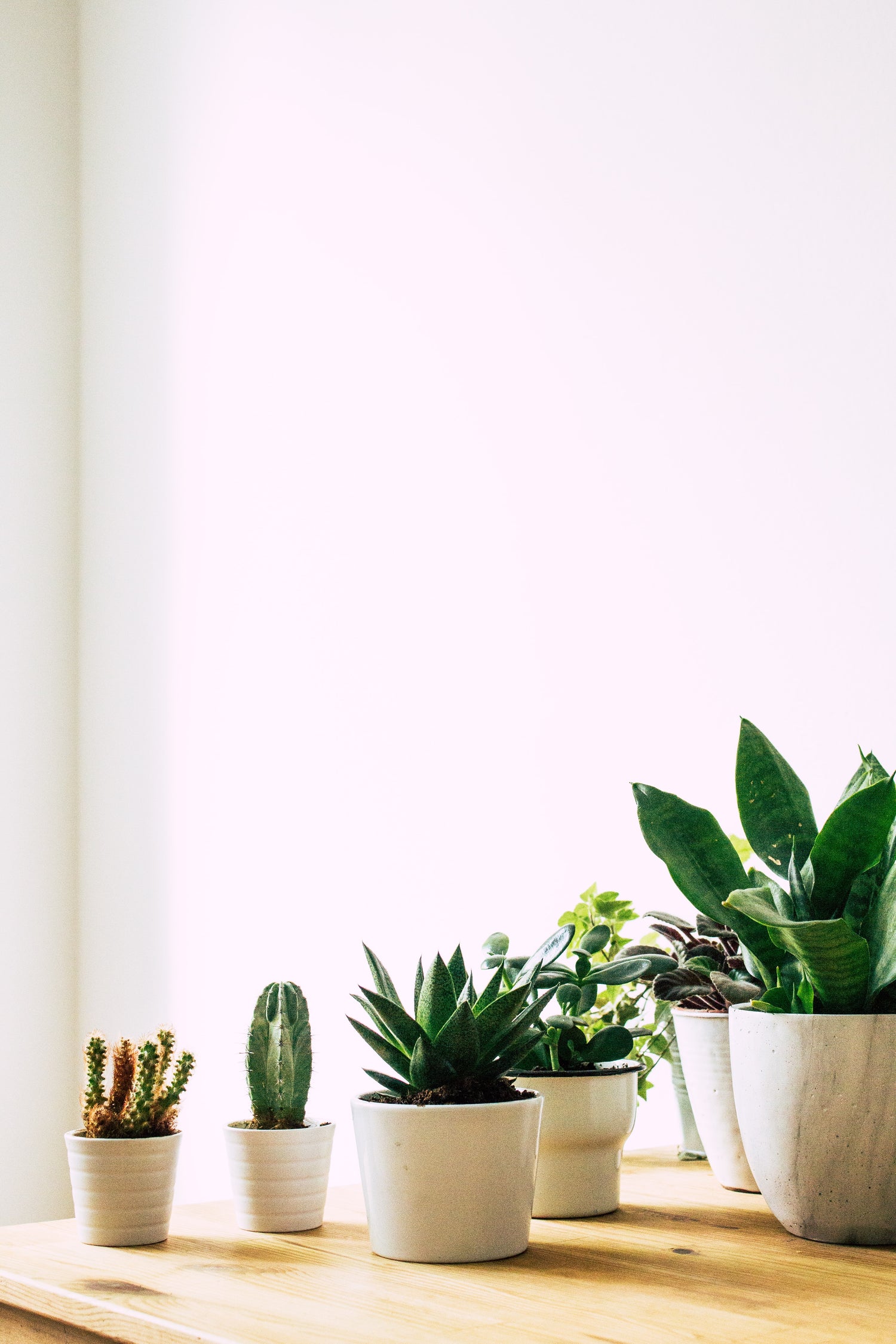 5 plantes en bonne santé au soleil.