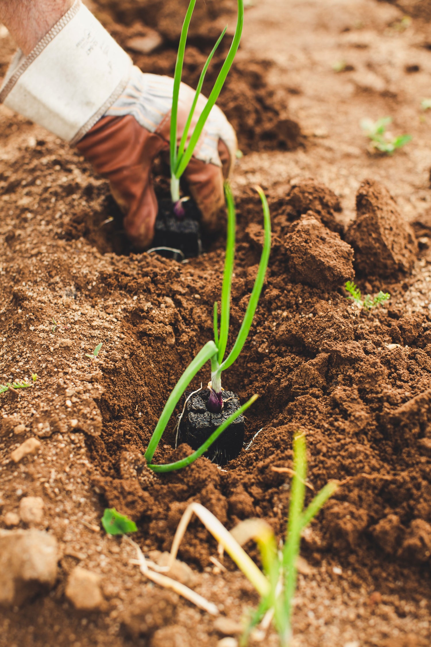 plantation d'oignon en culture biologique