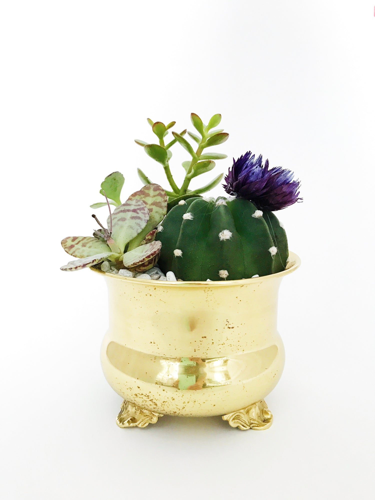 Pot en or d'un arrangement de cactus et succulentes