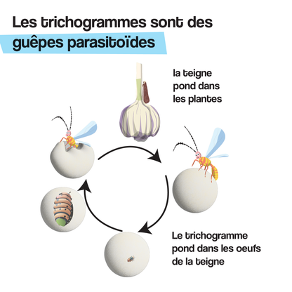 Trichogrammes 4x (Ail,  poireau, oignon)