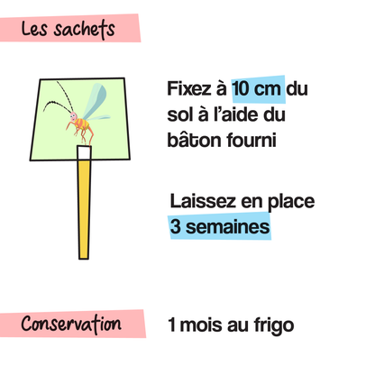 Trichogrammes 4x (Ail,  poireau, oignon)